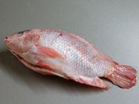 Den Fisch sorgfältig unter fließendem Wasser...